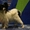 Кавказская овчарка, Папийон (папильон)-собака бабочка, Цвергшнауцер - Изображение #2, Объявление #9190