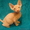 котята донской сфинкс - Изображение #4, Объявление #167139