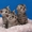 Шотландские вислоухе котята - Изображение #2, Объявление #208656