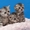 Шотландские вислоухе котята - Изображение #3, Объявление #208656
