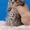 Шотландские вислоухе котята - Изображение #1, Объявление #208656