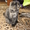 Котята шотландские вислоухие - Изображение #7, Объявление #223246