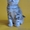 Питомник шотландских кошек \"Ostrov Cat\"  - Изображение #2, Объявление #49944
