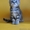Питомник шотландских кошек \"Ostrov Cat\"  - Изображение #3, Объявление #49944