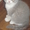 Котята шотландские прямоухие и вислоухие - Изображение #1, Объявление #570850