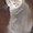 Котята шотландские прямоухие и вислоухие - Изображение #2, Объявление #570850