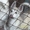 Продам щенка западносибирской лайки - Изображение #1, Объявление #929262