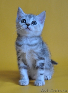 Питомник шотландских кошек \"Ostrov Cat\"  - Изображение #2, Объявление #49944