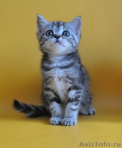 Питомник шотландских кошек \"Ostrov Cat\"  - Изображение #3, Объявление #49944