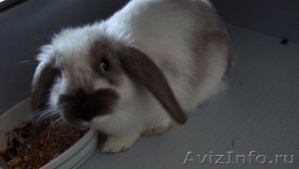 Карликовый привитый кролик-баран - Изображение #1, Объявление #379997