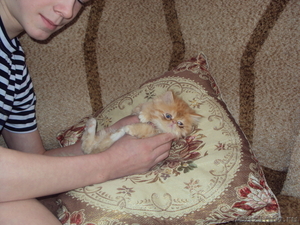 Персидские котята - Изображение #1, Объявление #529391