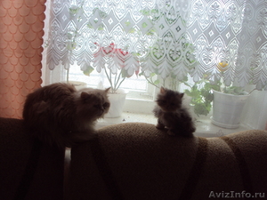 Персидские котята - Изображение #3, Объявление #529391