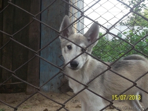 Продам щенка западносибирской лайки - Изображение #2, Объявление #929262